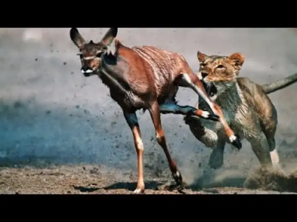 Video: Most Epic Lions Attack Compilation including Lion Attack Zebra, Hyena, Elephant, Wildebeest, Buffalo